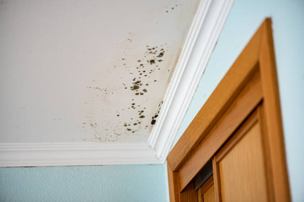 Best Toxic Mold Removal  in Gorevle, IL